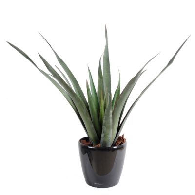 aloe ferox plast