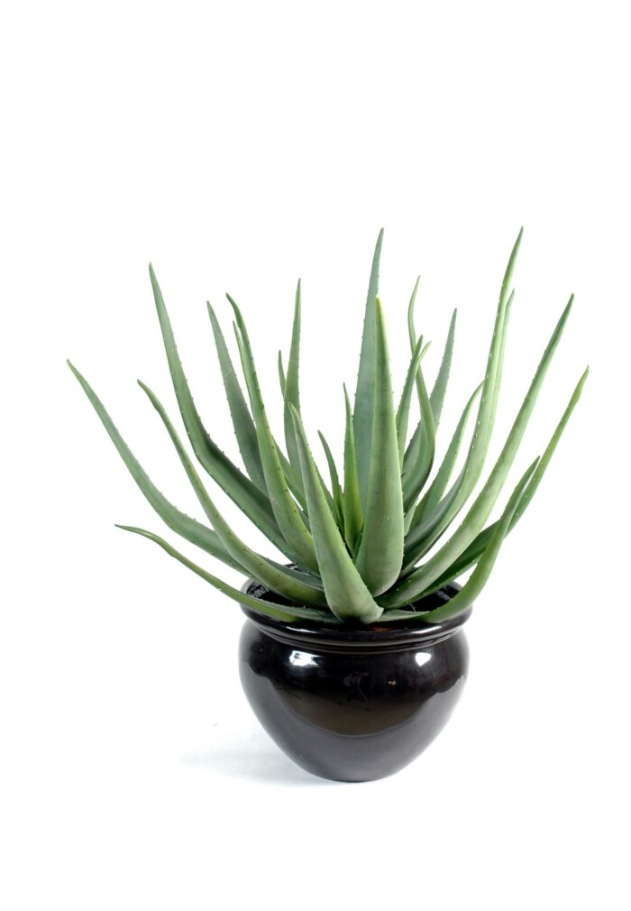 aloevera 1