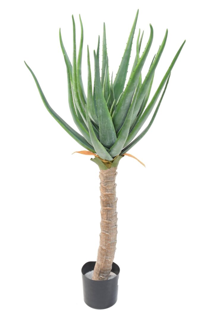 aloevera 125 cm scaled