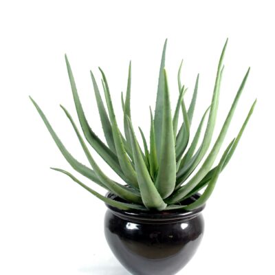 aloevera