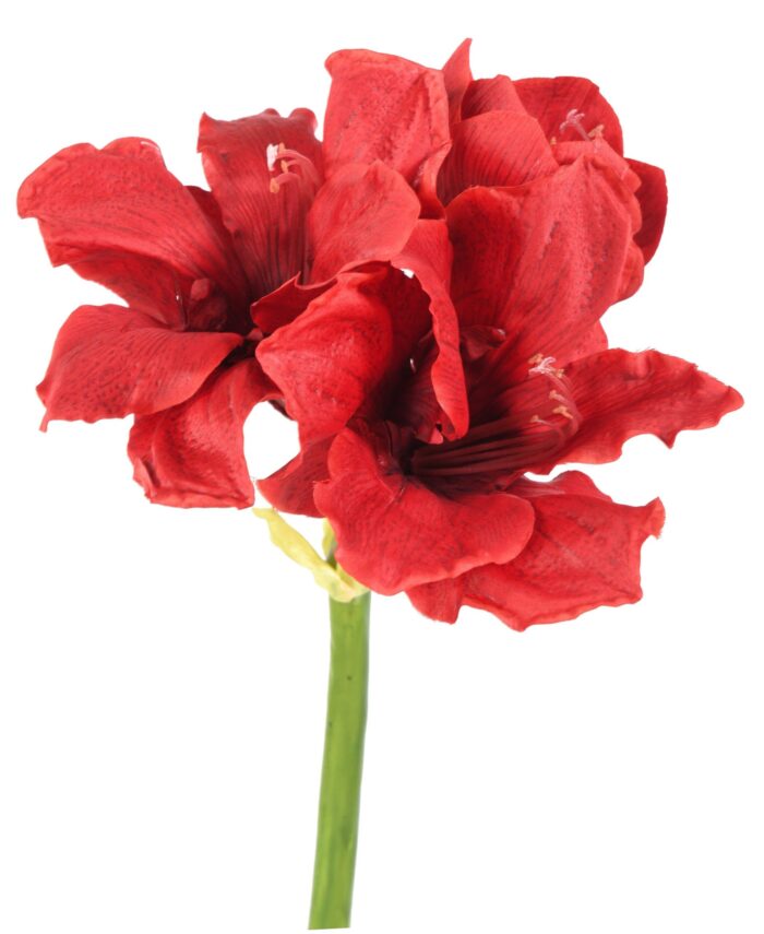 amaryllis 2fl 1bt scaled