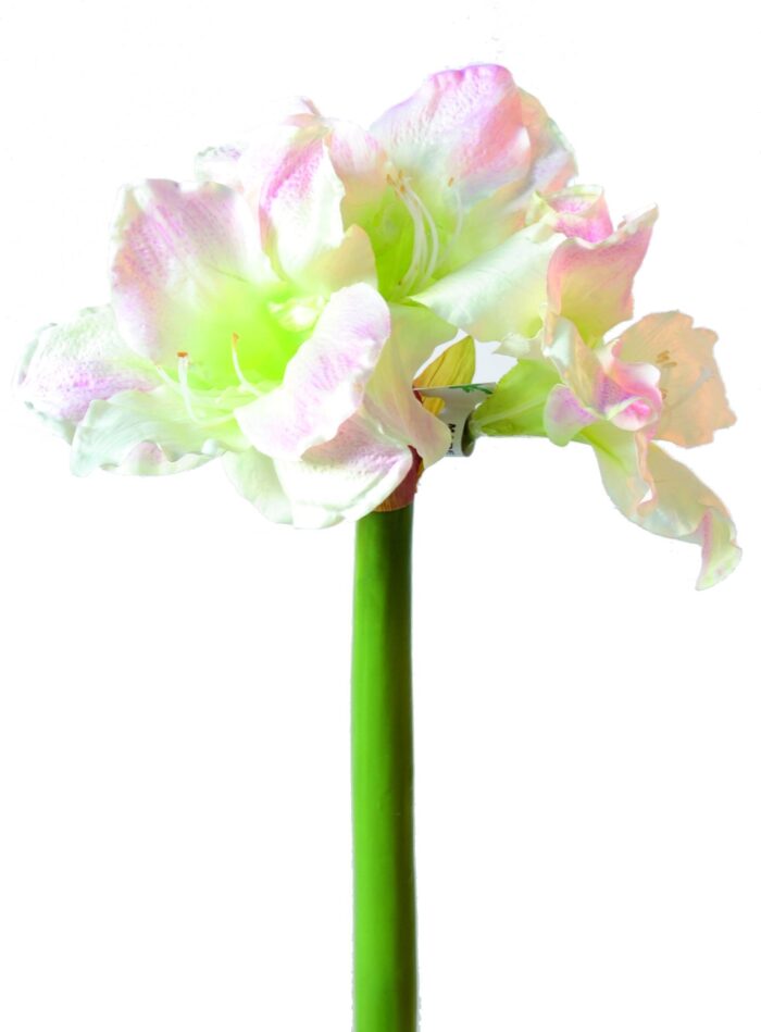 amaryllis stem 3f