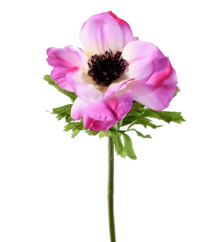 anemone