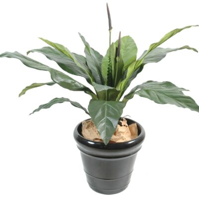 anthurium jungle king