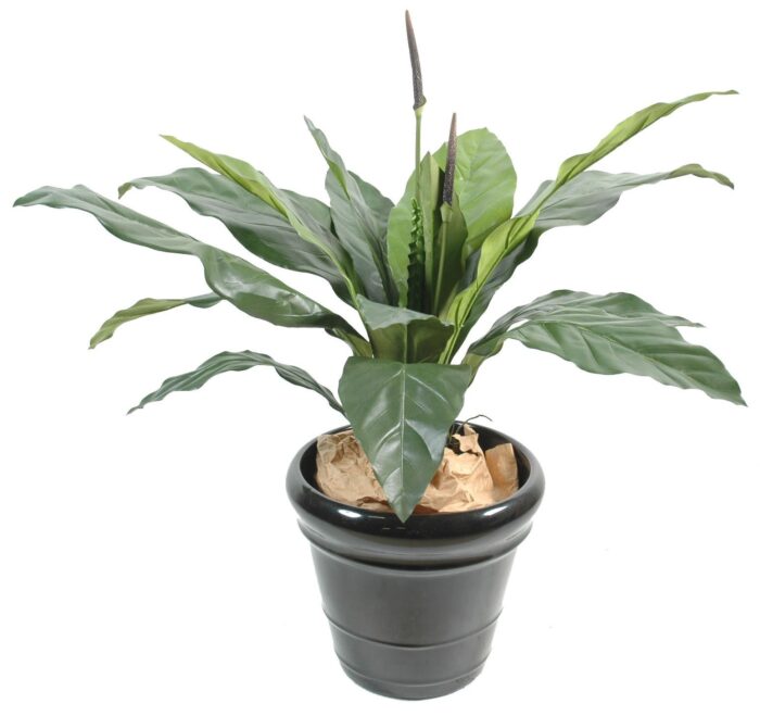 anthurium jungle king