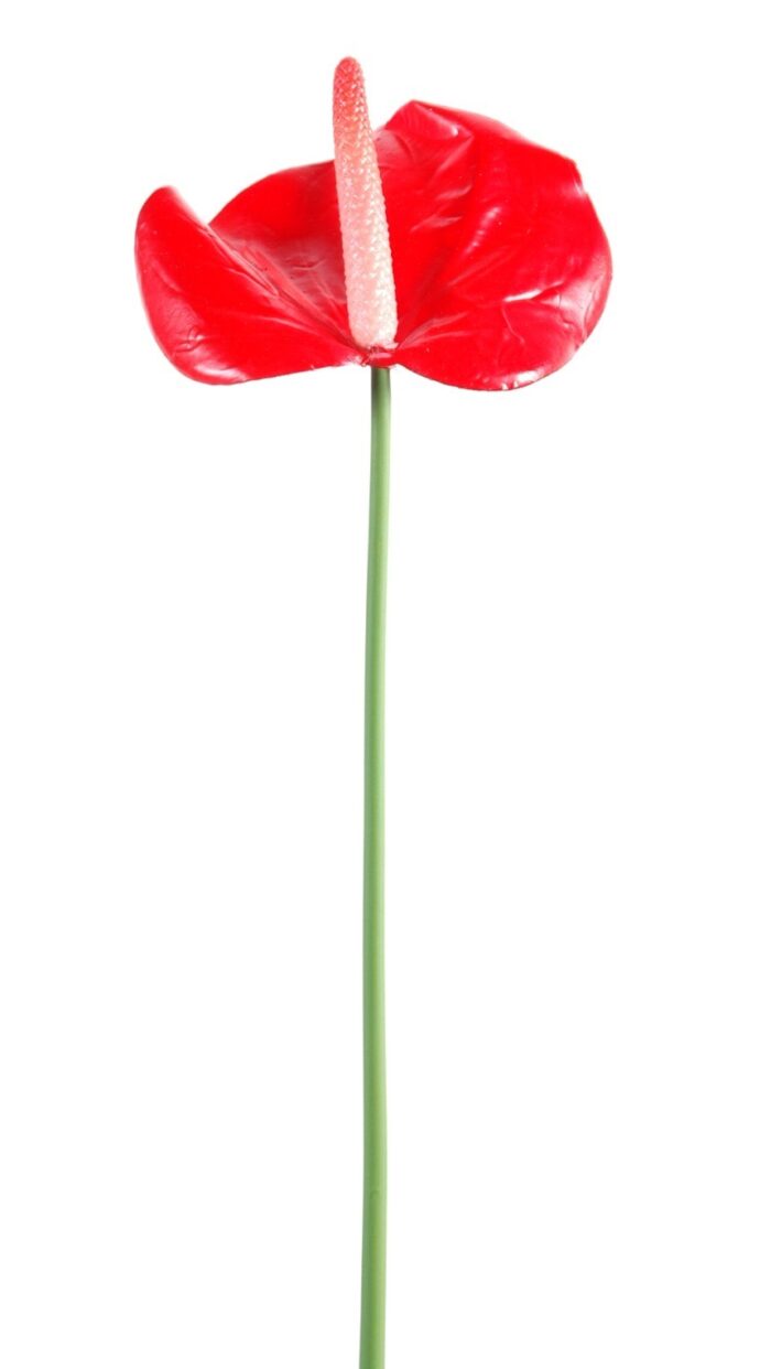 anthurium mini 1