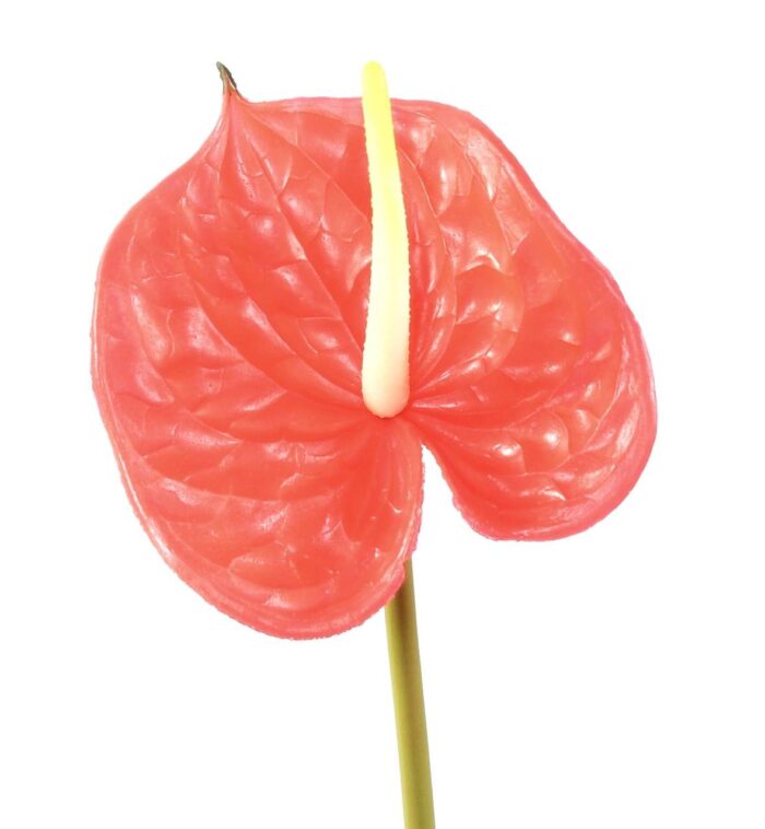 anthurium spray 58