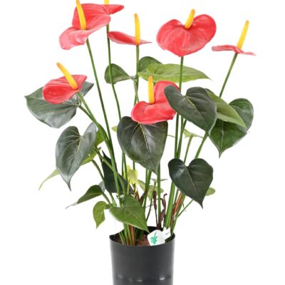 anthurium7 scaled
