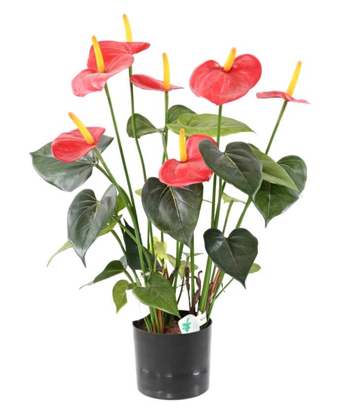 anthurium7 scaled