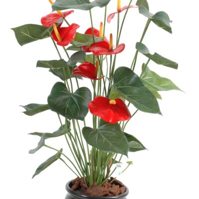 anthurium9 pot