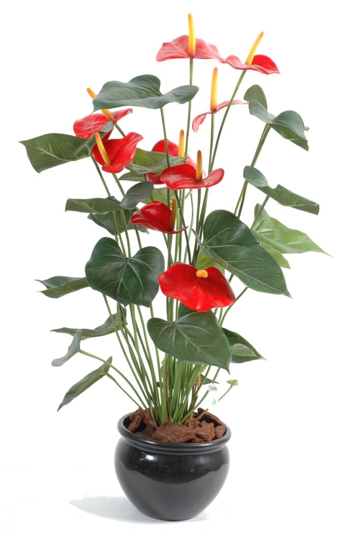 anthurium9 pot