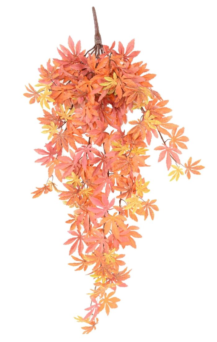aralia fall 96 a scaled