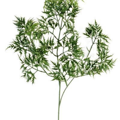 aralia ming nitida spray scaled