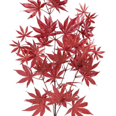 aralia new spray 44 1 scaled