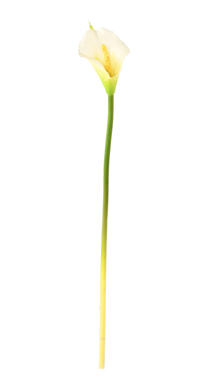 arum aroma scaled