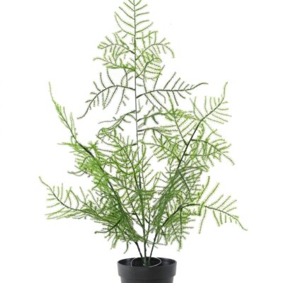 asparagus 50 pot scaled