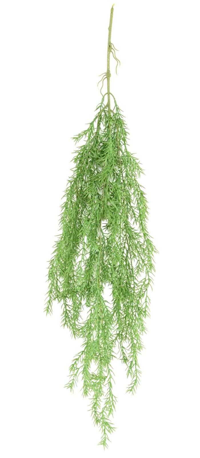 asparagus 98 scaled
