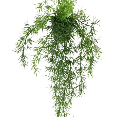 asparagus drop 55 pot scaled