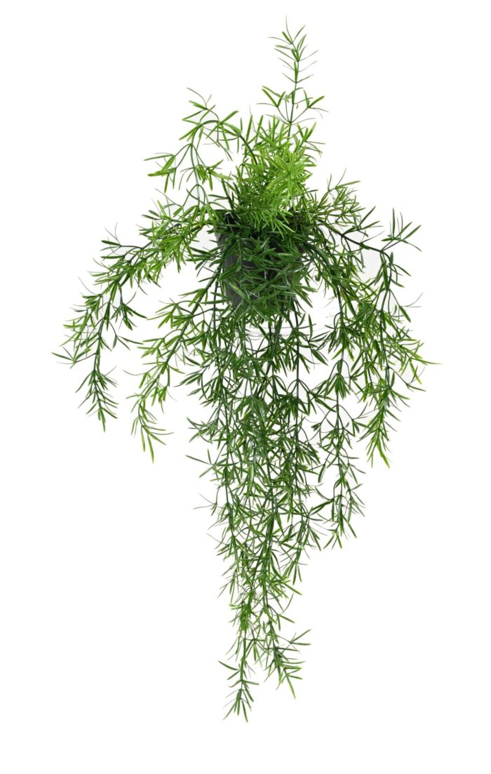 asparagus drop 55 pot scaled