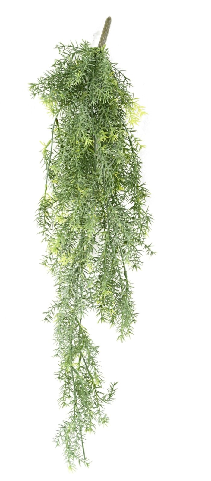 asparagus fall scaled