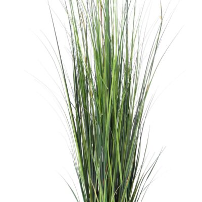 bamboo onion grass 2 scaled