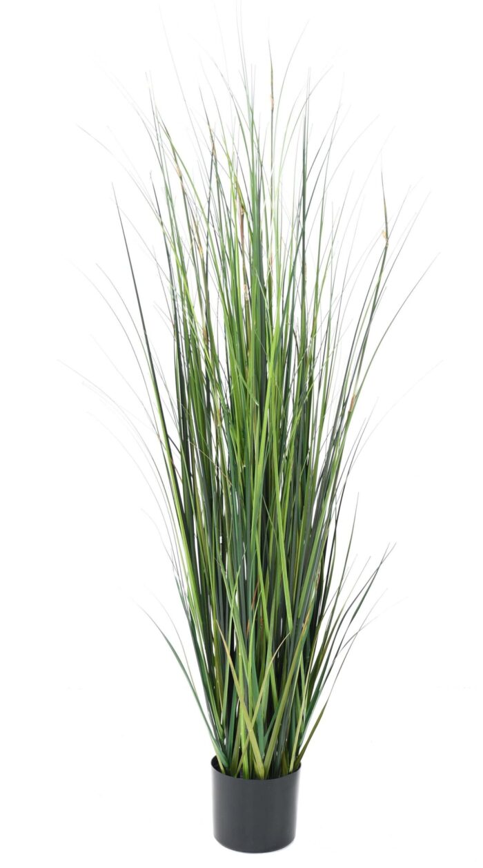 bamboo onion grass 2 scaled