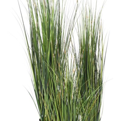 bamboo onion grass scaled