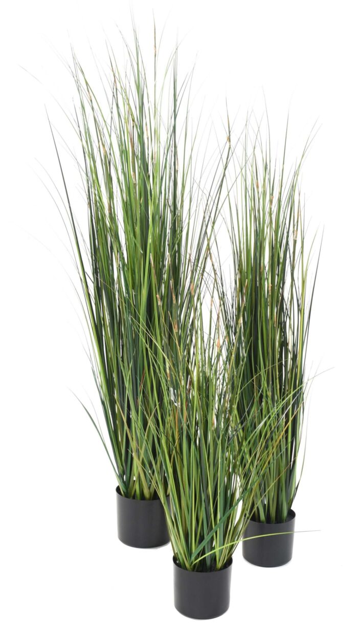 bamboo onion grass scaled