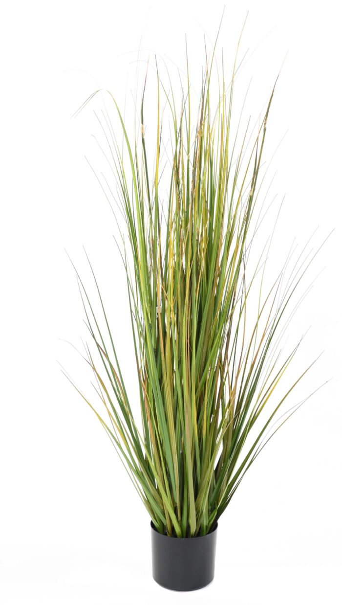 bamboo onion grass yellow scaled