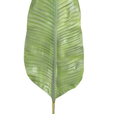 bananier feuille geant scaled