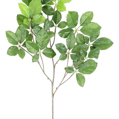 beech grandifolia spray fr fire resistant scaled