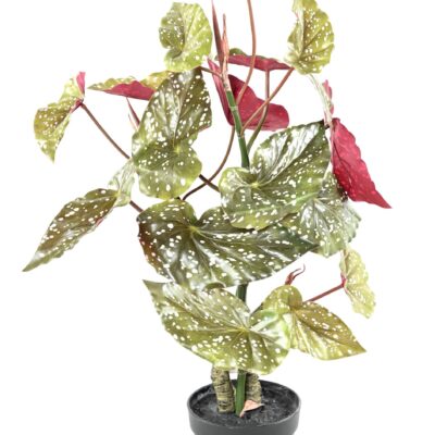 begonia maculata 70 scaled