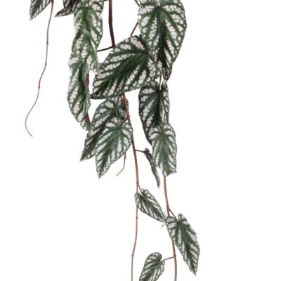 begonia maculata chute scaled