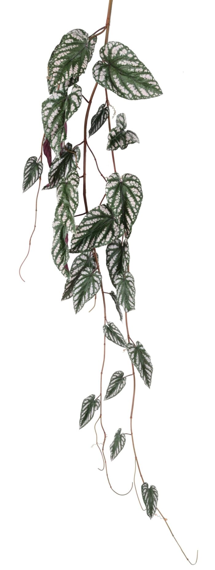 begonia maculata chute scaled