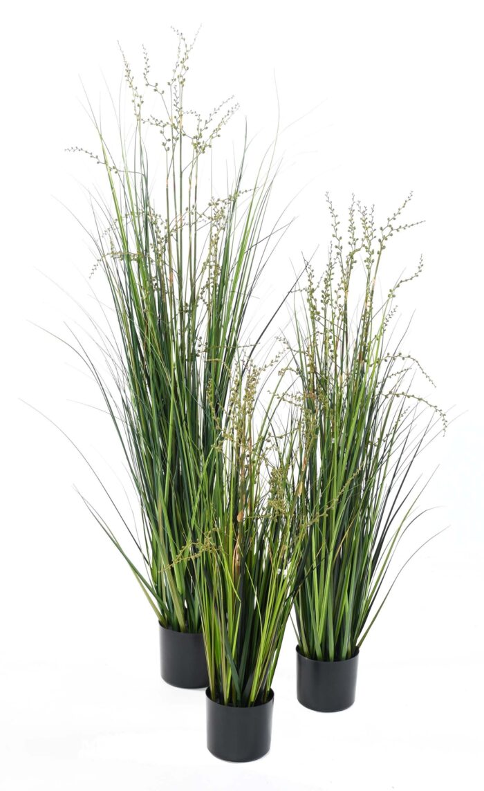 berry onion grass 2