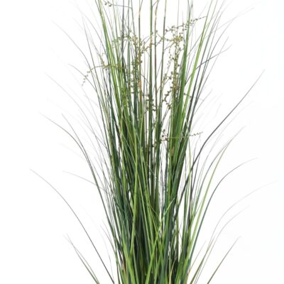 berry onion grass 3 scaled