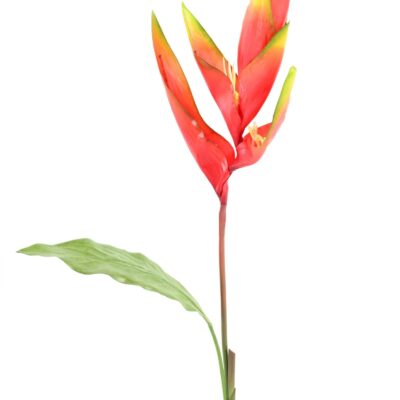 bird of paradise scaled