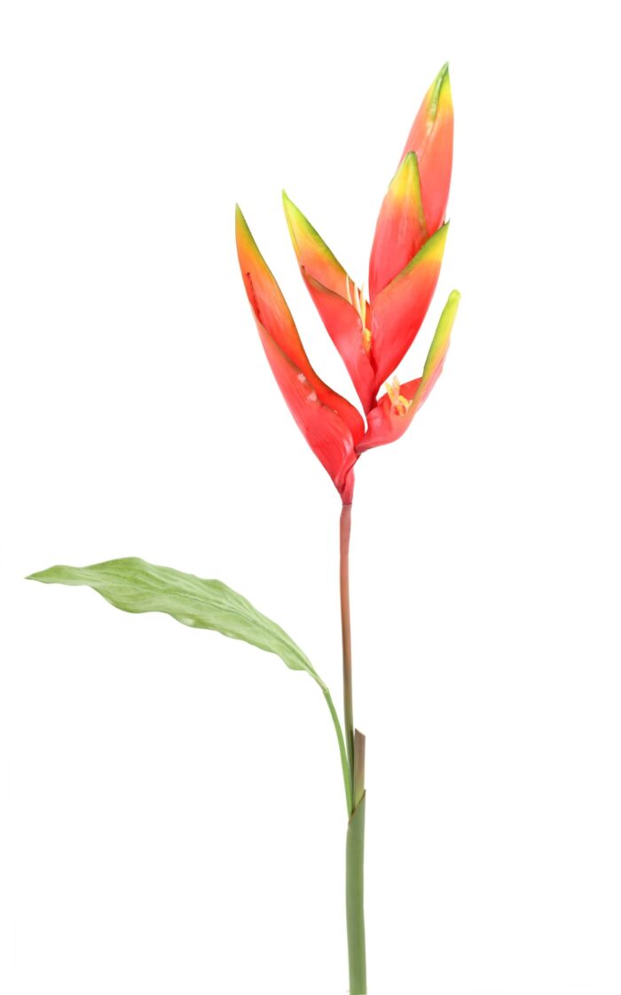 bird of paradise scaled