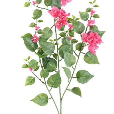 bougainvillea large spray 90 uv scaled
