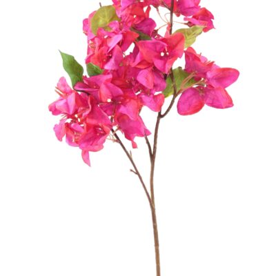 bougainvillea spray 1 scaled