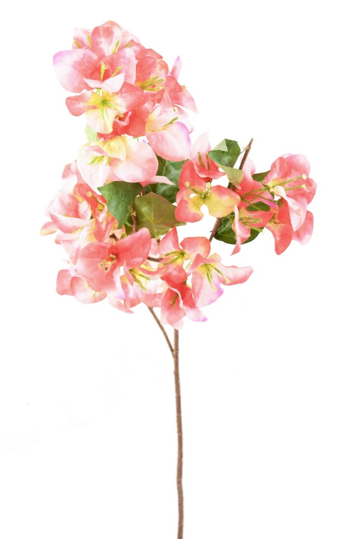 bougainvillea spray 2 scaled