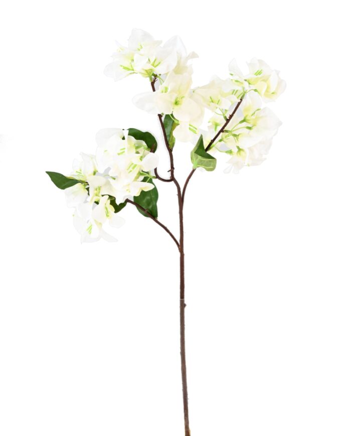 bougainvillea spray 3 scaled