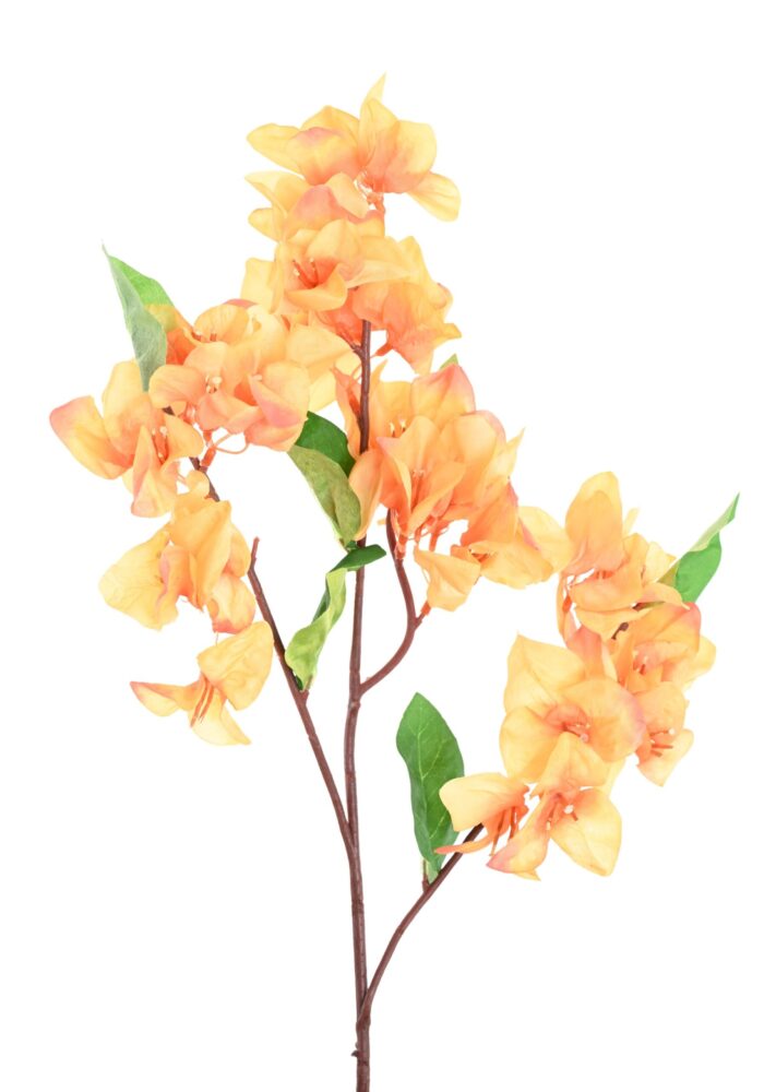 bougainvillea spray scaled