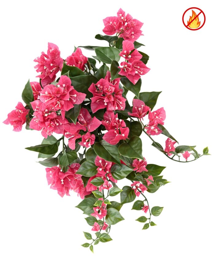 bougainvillea wide hanging bush fr fire resistant scaled