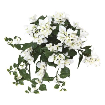 bougainvillea wide hanging bush uv 1 scaled