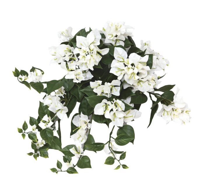 bougainvillea wide hanging bush uv 1 scaled