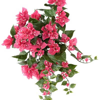 bougainvillea wide hanging bush uv scaled