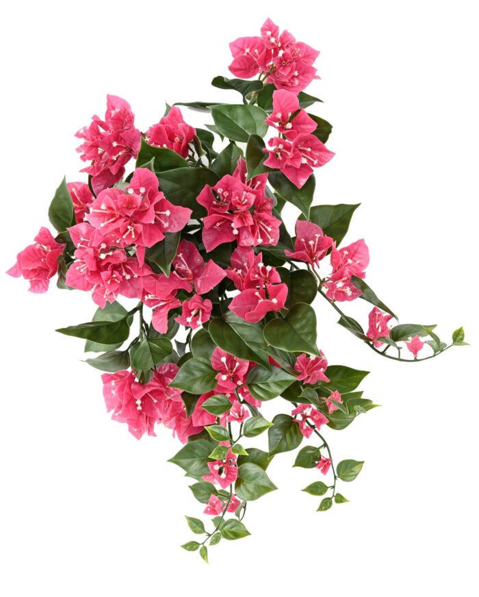 bougainvillea wide hanging bush uv scaled