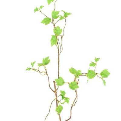 branch spring 130 scaled