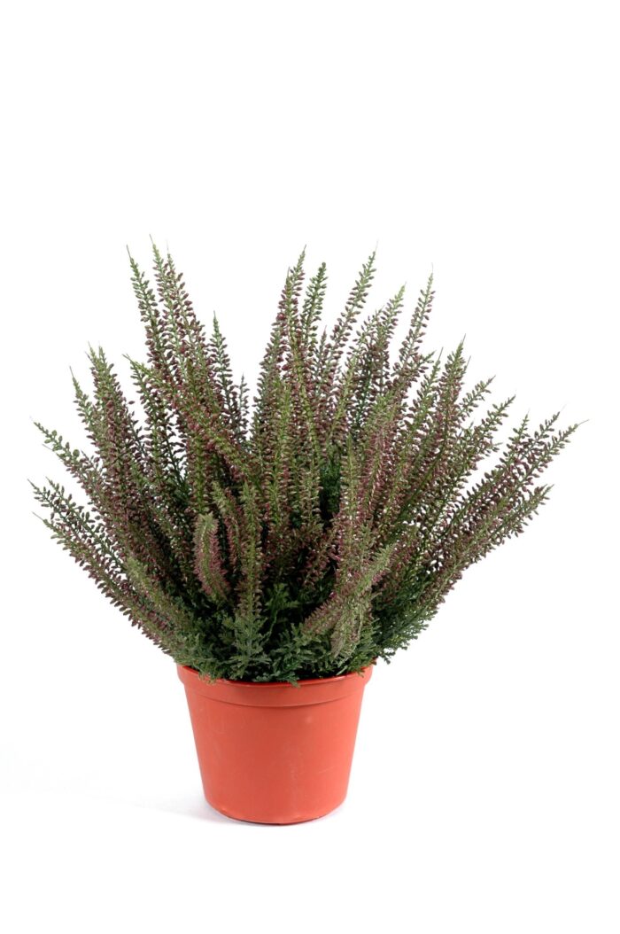 bruyere large pot